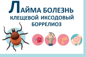 Иксодовый клещевой боррелиоз (болезнь Лайма) Иксодовый клещевой боррелиоз (болезнь Лайма).